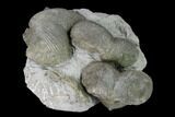 Pyrite Replaced Brachiopod (Paraspirifer) Fossils on Shale - Ohio #145361-3